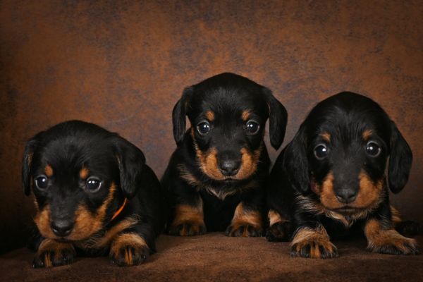 Nest ruwharige teckelpuppy's in een zachte mand