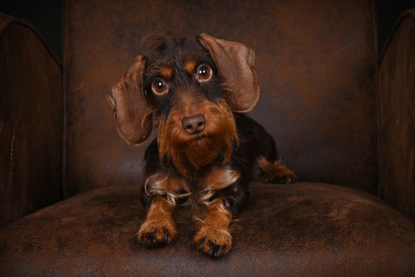 Vers getrimd hondje in het trimsalon