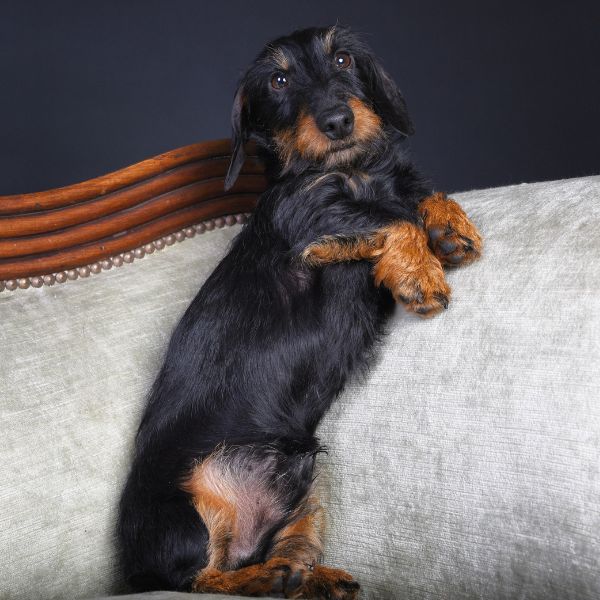 Hondje dat rustig geborsteld wordt op de trimtafel